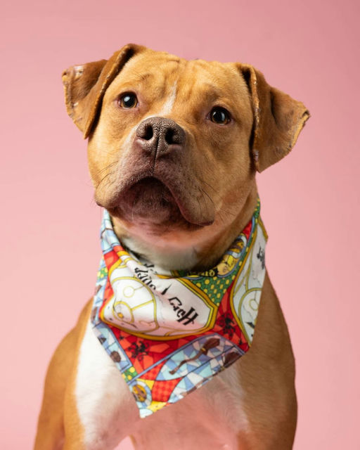 Photo by Fulton County Government on March 10, 2025. Maaaring larawan ng mastiff, bandanna at text.
