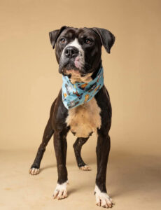 Photo shared by Fulton County Government on June 10, 2025 tagging @lifelineanimal, and @fultonanimalservices. May be an image of mastiff, bandanna and text.