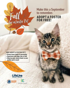 Photo by Fulton County Government on September 09, 2025. May be an image of kitten, bowtie and text that says 'Make this a September to remember. ADOPT ADOPTAFOSTER FOSTER FOR FORFREE! FREE! Fall foraFosterPet a FosterPe Pet οι WHYADOPTAFOSTERPET WHY ADOPT A FOSTER PET? •Known home habits personality •Experience with dogs, Experiencewithdogs,cats,or cats, kids Help two pets: allows foster Helptwopets:llwsfostertosave to save another pet in need! LifeLime ANIMAL ANIMALPROJECT PROJECT FULTON C COUNTY DeKalb DeKalbCounty County'.