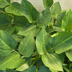 Discover the wonders of GeoAg in September! Join the community for engaging workshops every Friday at Southwest Atlanta Christian Academy. Experience hands-on learning with black-eye peas in pea gravel from @homedepot, all while enjoying complimentary walking shoes from NBTHealth.com. Don't miss this opportunity to grow your knowledge! Register for free workshops and secure your spot! Visit the provided link for more details on how to participate: https://www.eventbrite.com/e/arbys-foundation-presents-geoag-fridays-tickets-1592952436619?aff=oddtdtcreator.