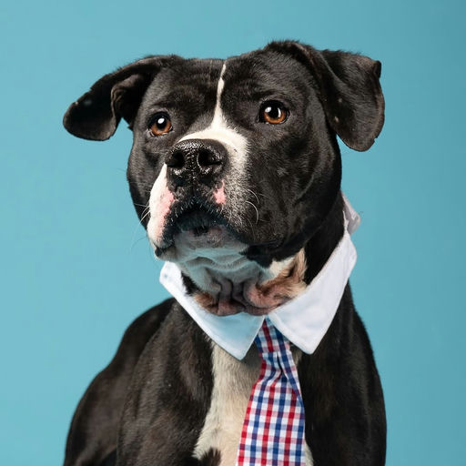 Photo shared by Fulton County Government TV on October 22, 2025 tagging @fultoninfo, @lifelineanimal, @fultonanimalservices, and @fultonarts. May be an image of mastiff, bowtie and text.