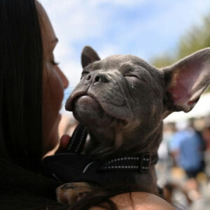 Photo by City of Milton, Georgia on October 08, 2025. May be an image of people kissing, Boston terrier and text.